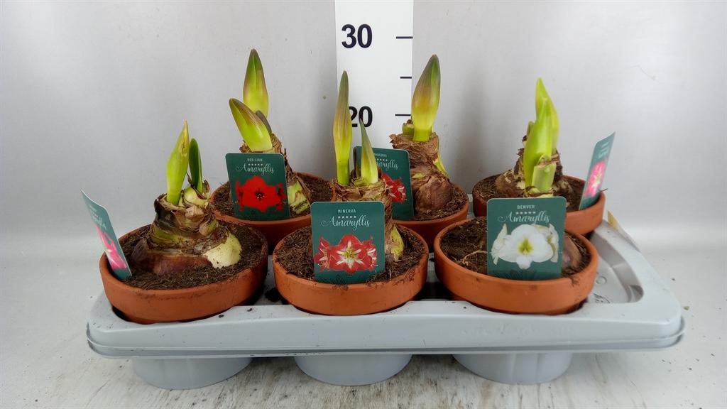 Горшечные цветы и растения оптом Hippeastrum ... от 6шт из Голландии с доставкой по России