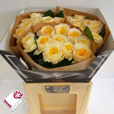 Срезанные цветы оптом Rosa garden persuasion от 30шт из Голландии с доставкой по России