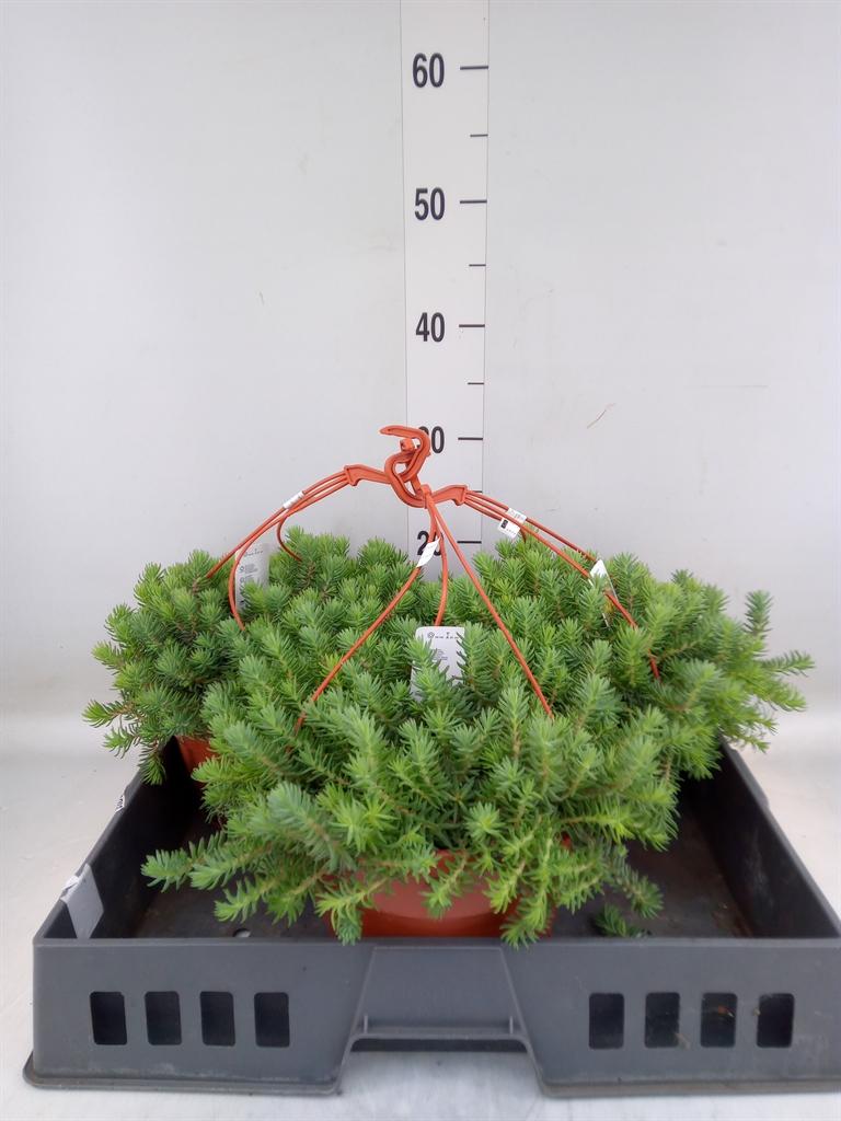 Горшечные цветы и растения оптом Sedum Reflexum от 3шт из Голландии с доставкой по России