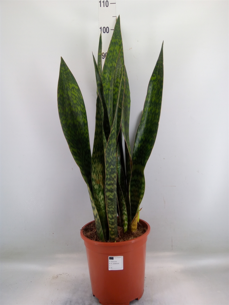 Горшечные цветы и растения оптом Sansevieria Trifa.   ... от 1шт из Голландии с доставкой по России