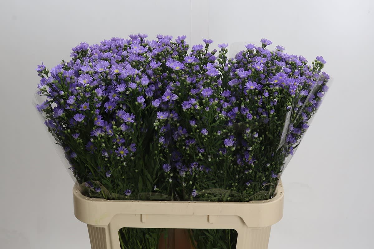 Срезанные цветы оптом Aster cassandra от 100шт из Голландии с доставкой по России