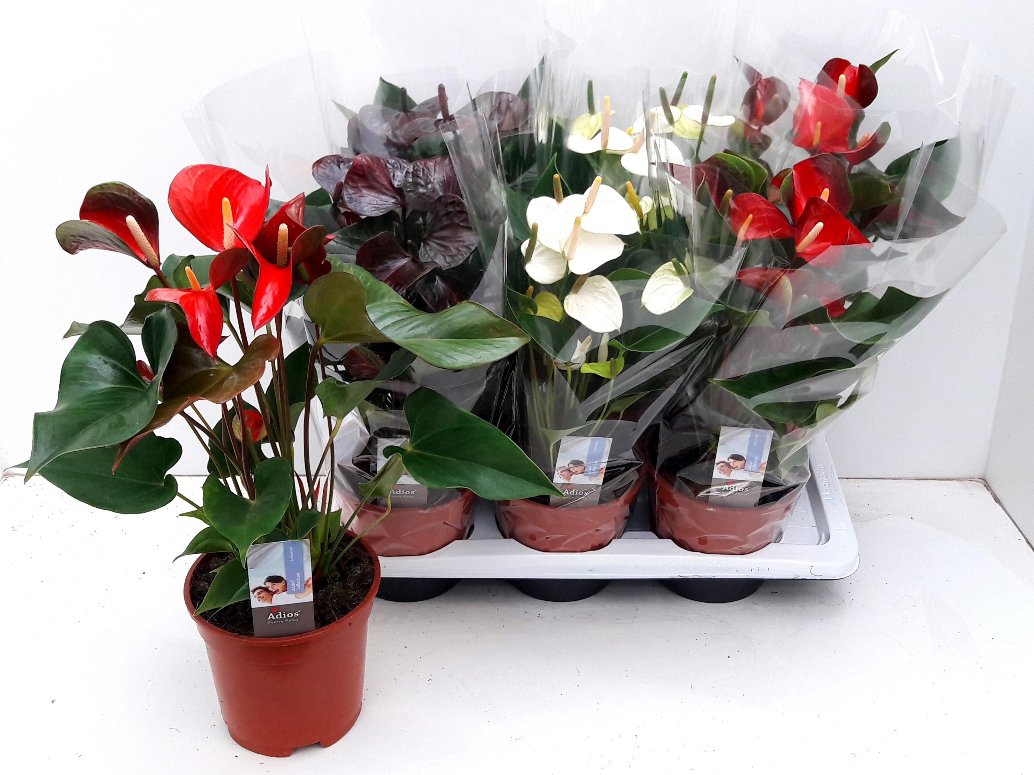 Горшечные цветы и растения оптом Anthu An Gem 3 Kl от 6шт из Голландии с доставкой по России