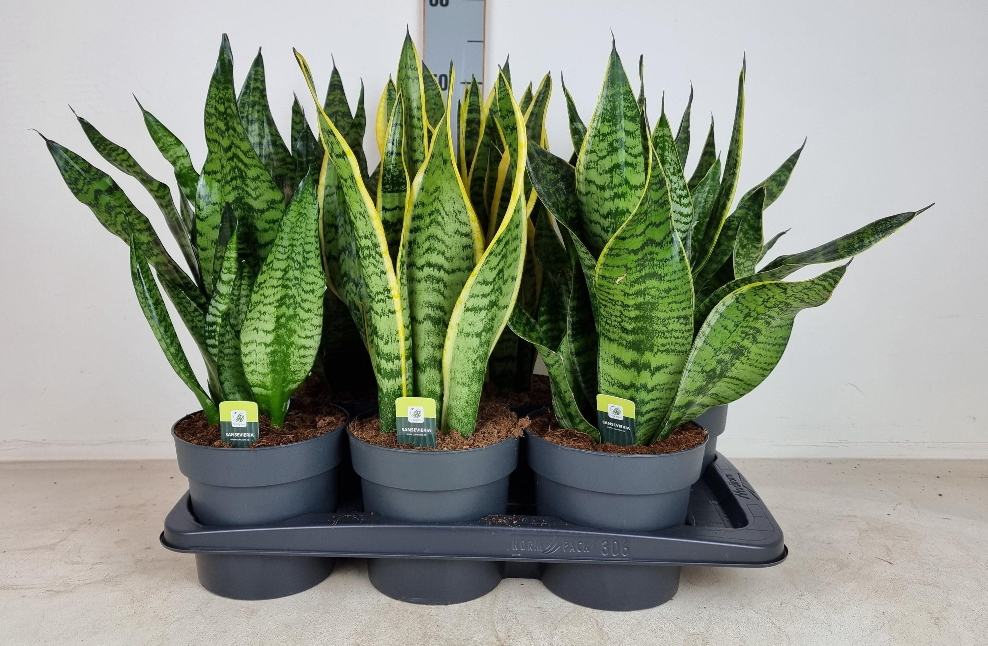 Горшечные цветы и растения оптом Sansev Trifascia  Ov от 6шт из Голландии с доставкой по России