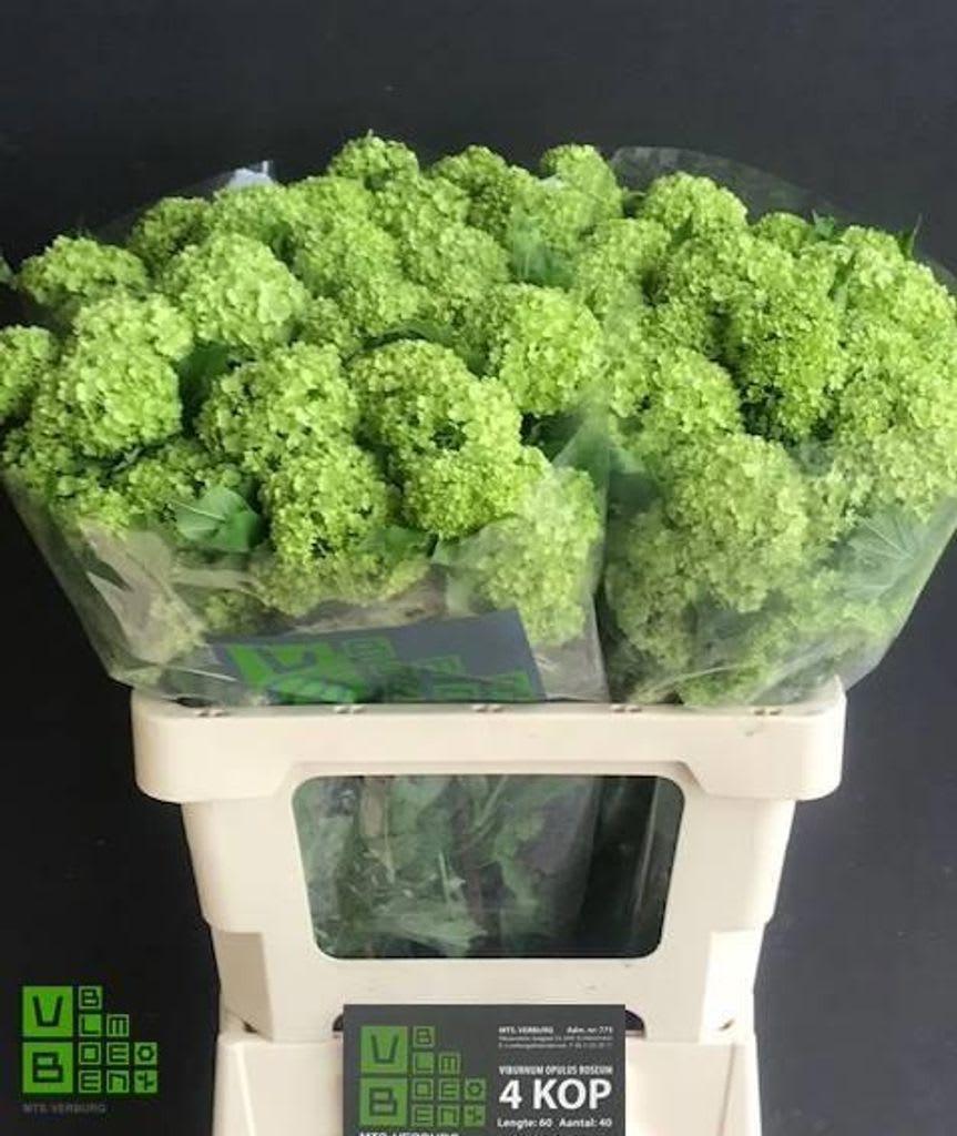 Срезанные цветы оптом Viburnum roseum от 30шт из Голландии с доставкой по России