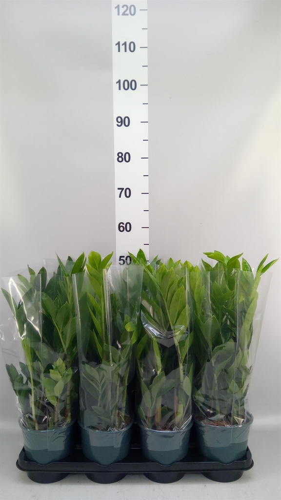 Горшечные цветы и растения оптом Zamioculcas Zamiifolia от 8шт из Голландии с доставкой по России