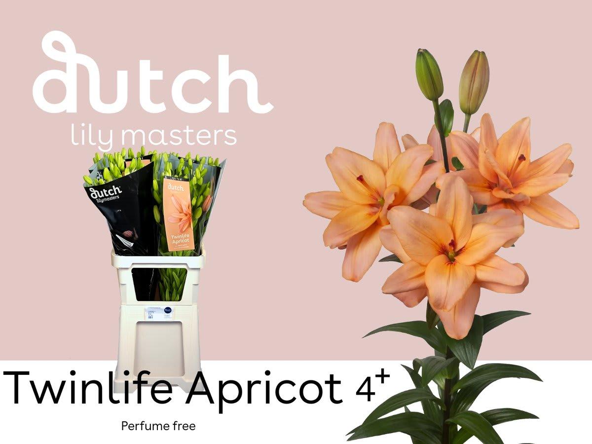 Срезанные цветы оптом Lilium la twinlife peach от 60шт из Голландии с доставкой по России