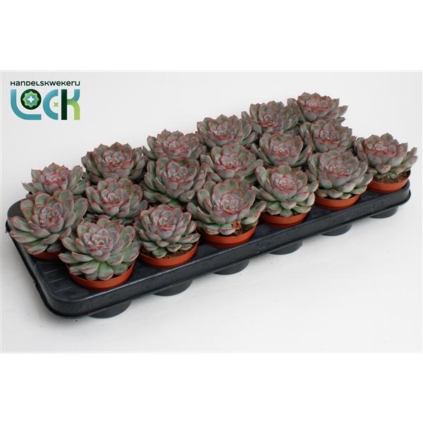 Горшечные цветы и растения оптом Echeveria Deremensis от 12шт (для телеги) из Голландии с доставкой по России