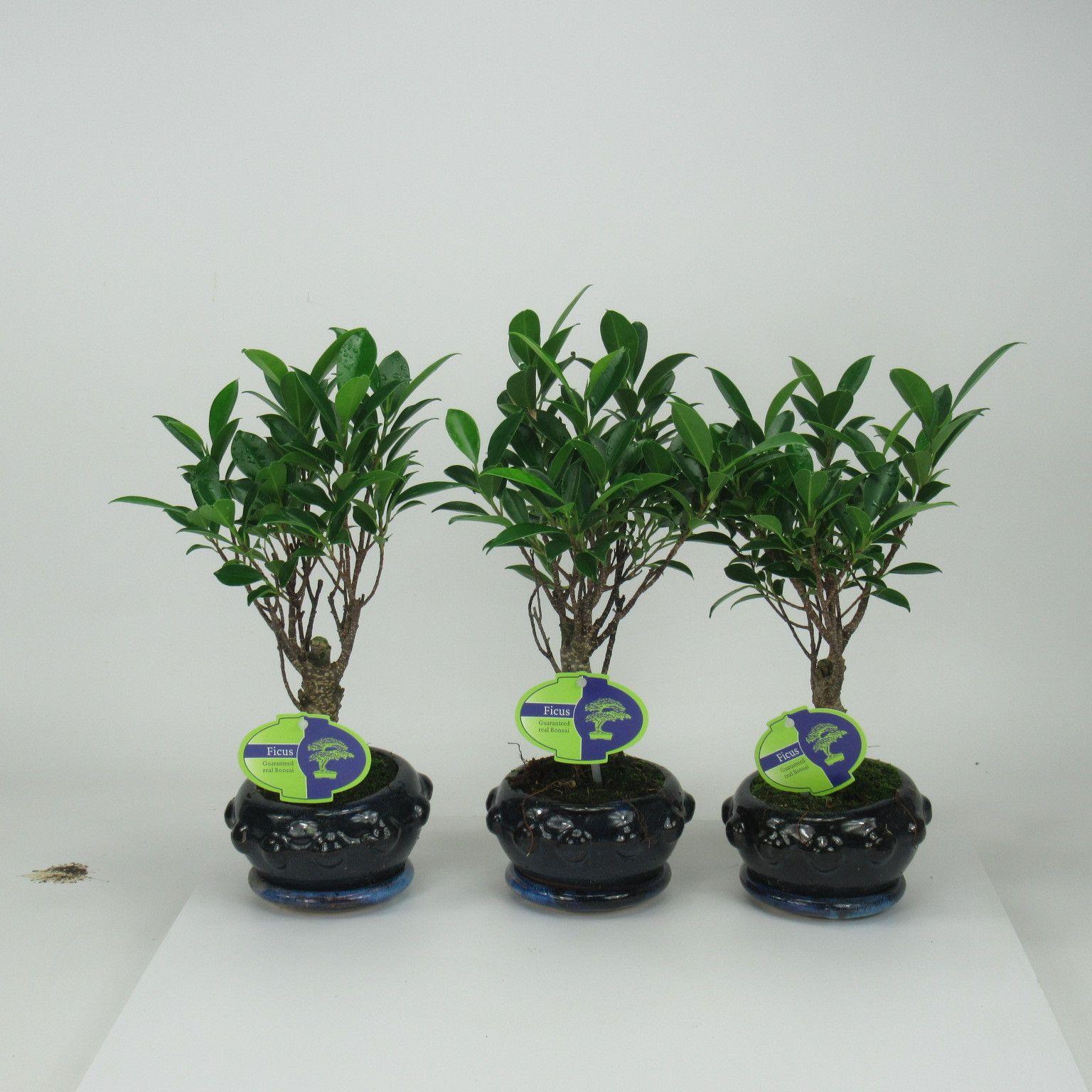 Горшечные цветы и растения оптом Bonsai Ficus Retusa, 13cm., Broom, With Driptray от 10шт из Голландии с доставкой по России
