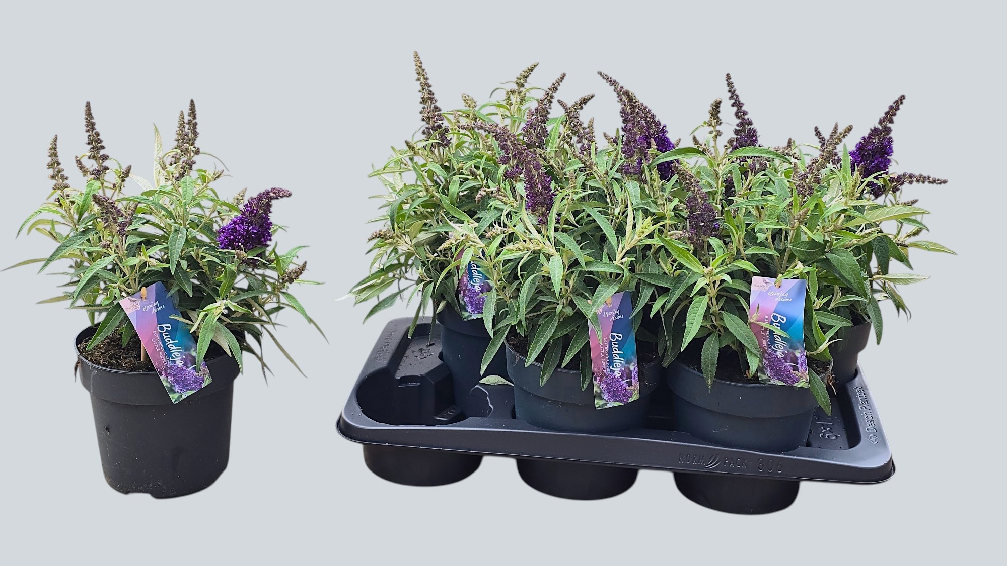 Горшечные цветы и растения оптом Budd Bfc Litt Purple от 6шт из Голландии с доставкой по России