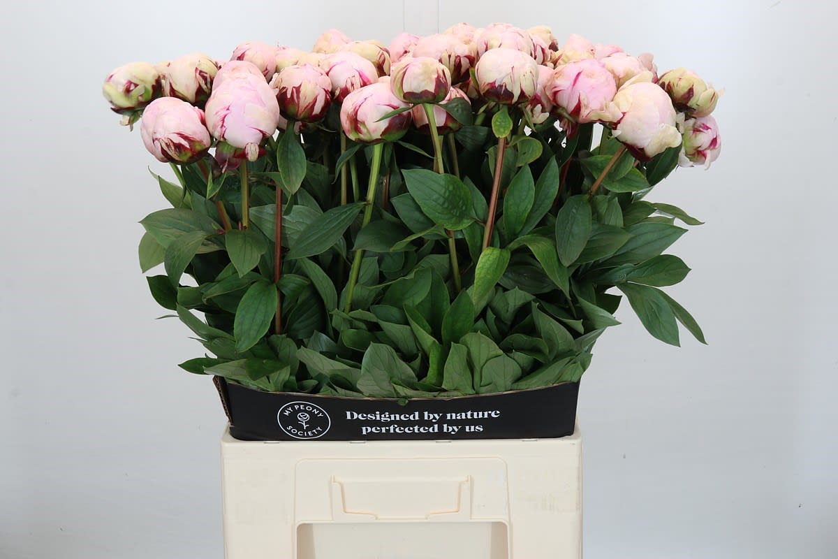 Срезанные цветы оптом Paeonia reine hortense от 60шт из Голландии с доставкой по России