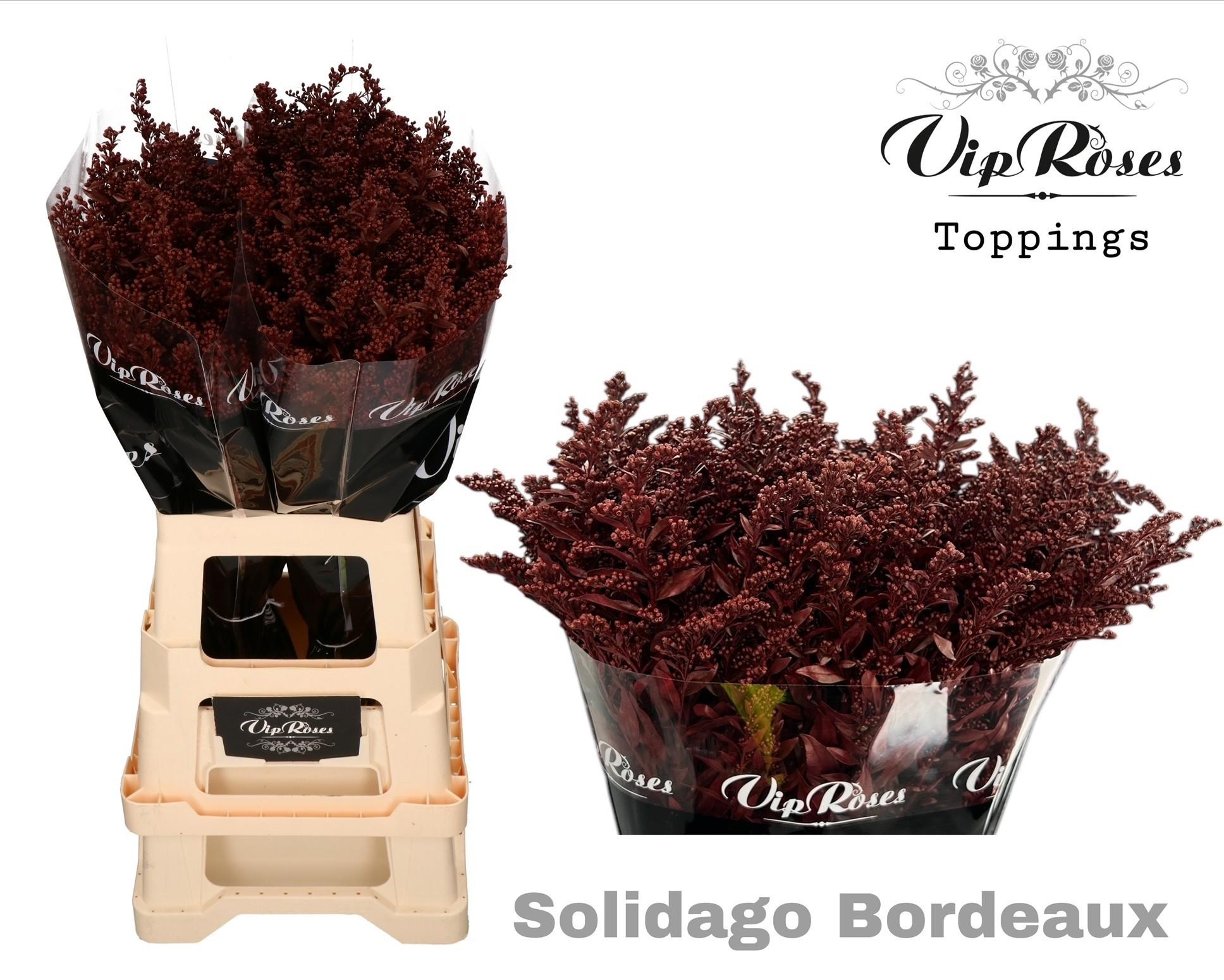 Срезанные цветы оптом Solidago paint bordeaux от 50шт из Голландии с доставкой по России
