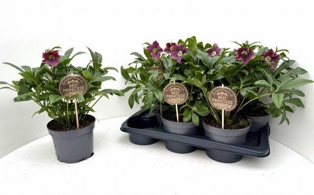 Горшечные цветы и растения оптом Hell Viv Victoria от 6шт из Голландии с доставкой по России