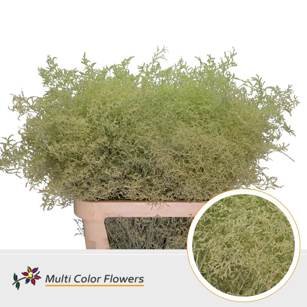 Срезанные цветы оптом Limonium beltlaard paint creme от 25шт из Голландии с доставкой по России