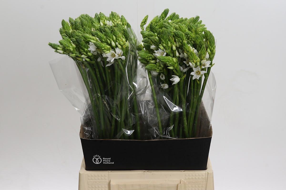 Срезанные цветы оптом Ornithogalum thyr thyrsoides от 200шт из Голландии с доставкой по России