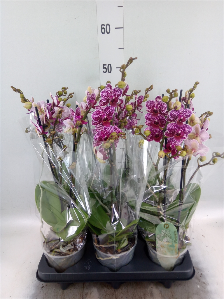 Горшечные цветы и растения оптом Phalaenopsis Multi.   ...mix  4 от 6шт из Голландии с доставкой по России