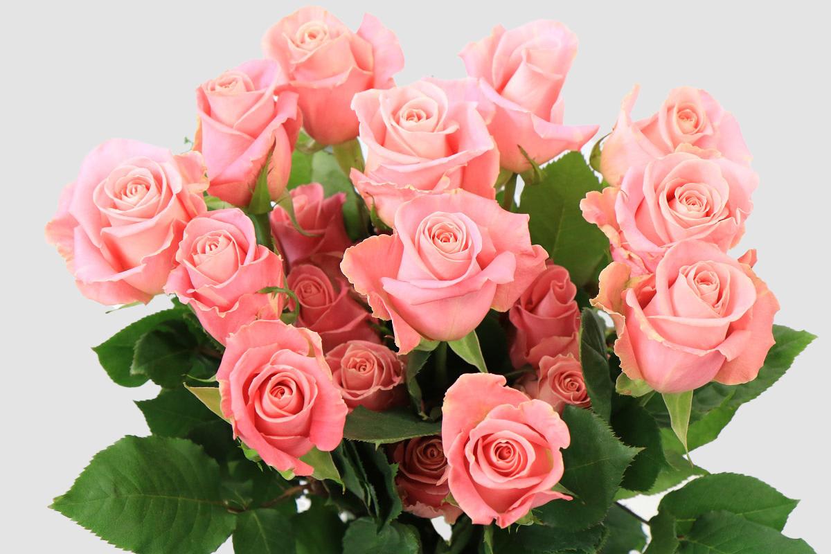 Срезанные цветы оптом Rosa ec hermosa от 100шт из Голландии с доставкой по России