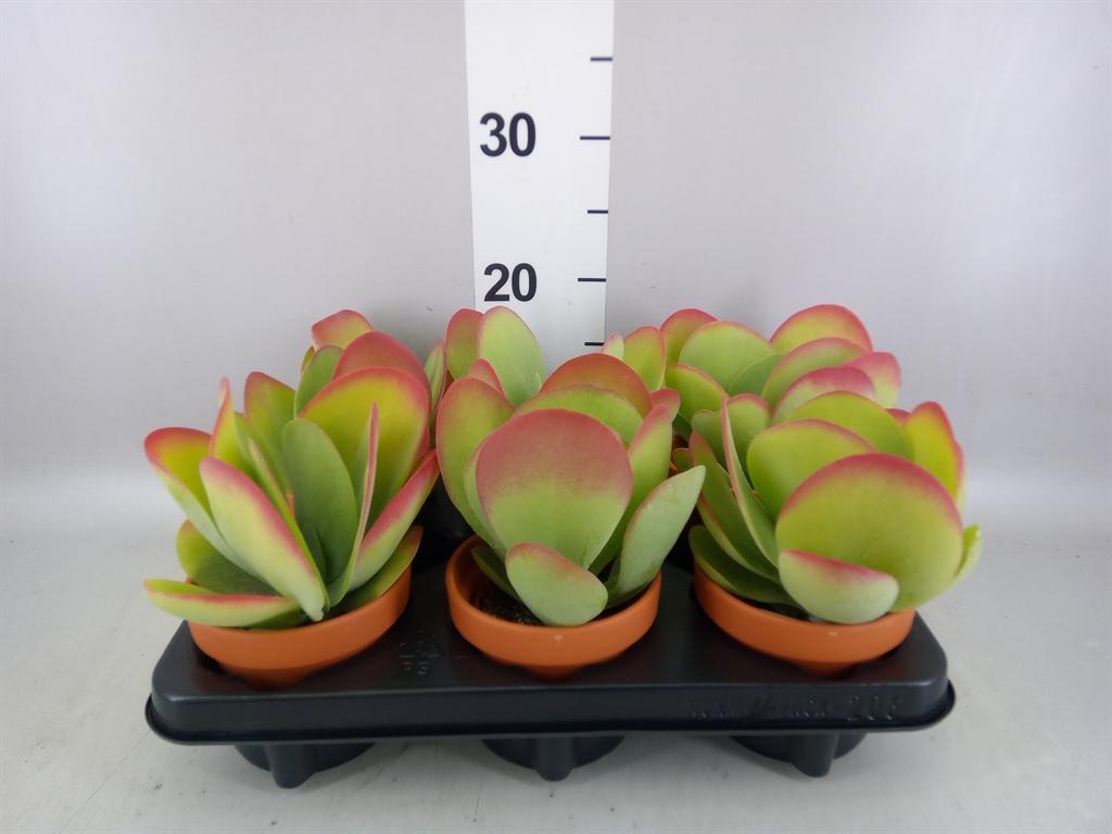 Горшечные цветы и растения оптом Kalanchoe Red Lips от 6шт из Голландии с доставкой по России