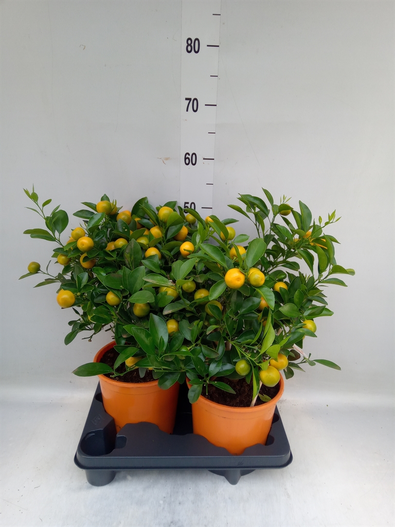 Горшечные цветы и растения оптом Citrofortunella Mic. от 2шт (для телеги) из Голландии с доставкой по России