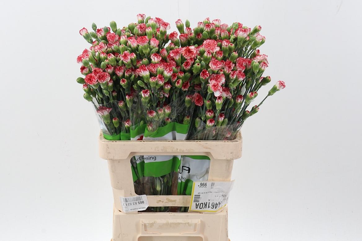 Срезанные цветы оптом Dianthus sp payaso от 100шт из Голландии с доставкой по России
