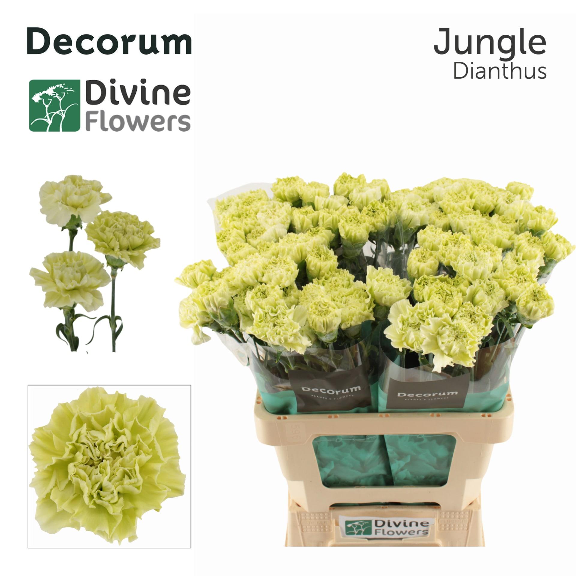 Срезанные цветы оптом Dianthus st jungle от 80шт из Голландии с доставкой по России