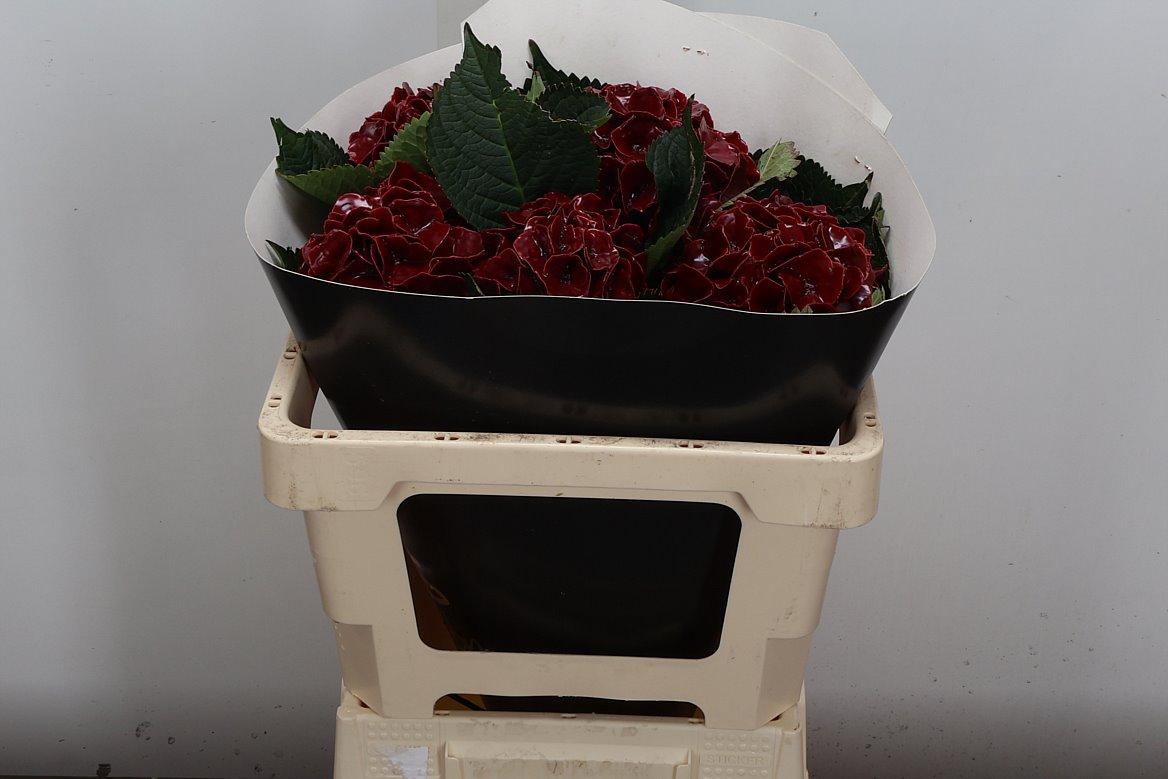Срезанные цветы оптом Hydrangea paint wax bordeaux от 5шт из Голландии с доставкой по России