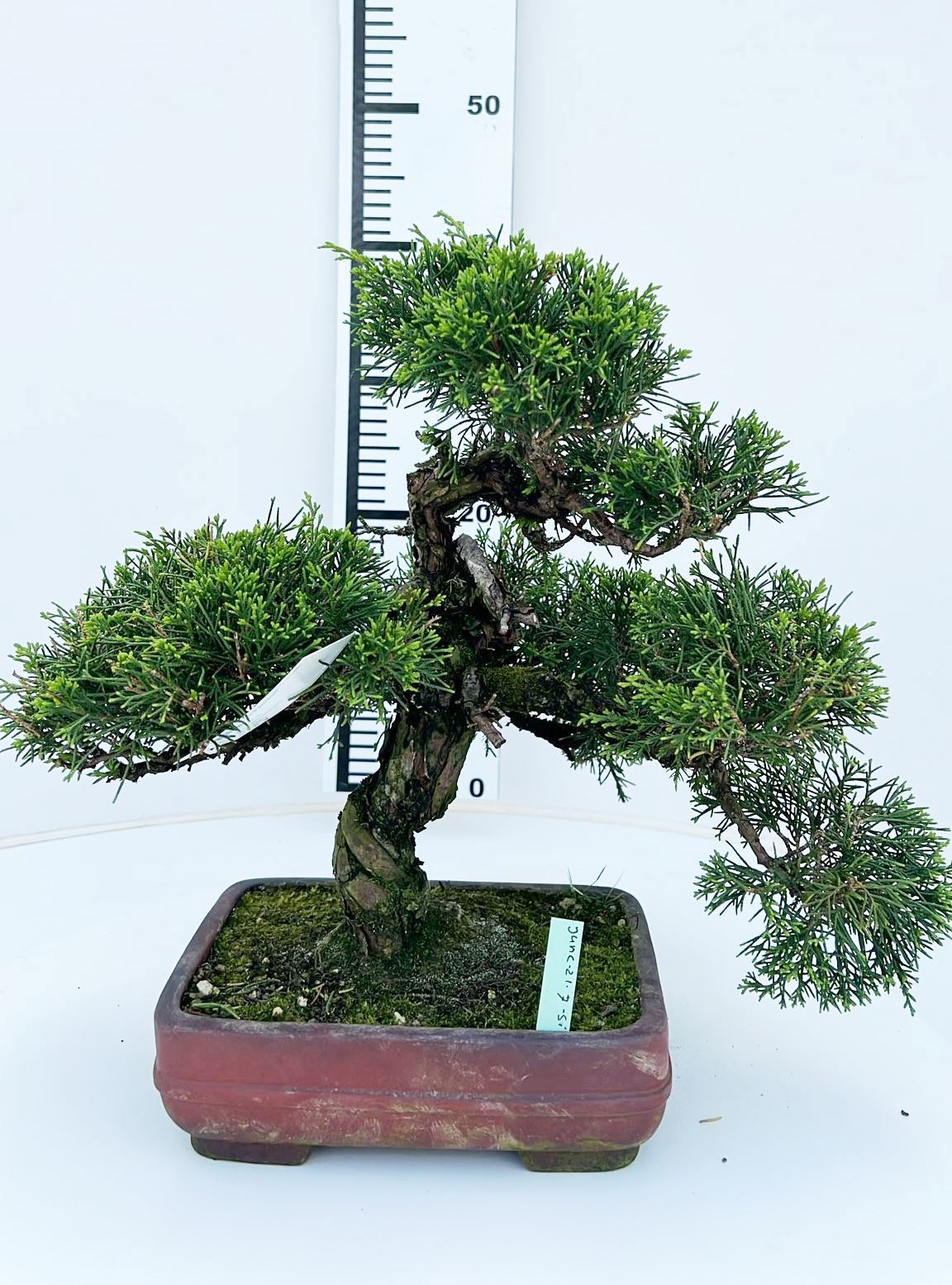 Горшечные цветы и растения оптом Juniperus Chinensis, 21cm., Height 40cm. (single I от 1шт из Голландии с доставкой по России