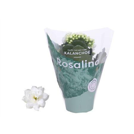 Горшечные цветы и растения оптом Kalanchoe Rosalina Wit от 16шт (для телеги) из Голландии с доставкой по России