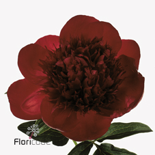 Срезанные цветы оптом Paeonia red charm от 40шт из Голландии с доставкой по России