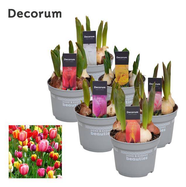 Горшечные цветы и растения оптом Tulipa Mix (decorum) от 10шт из Голландии с доставкой по России