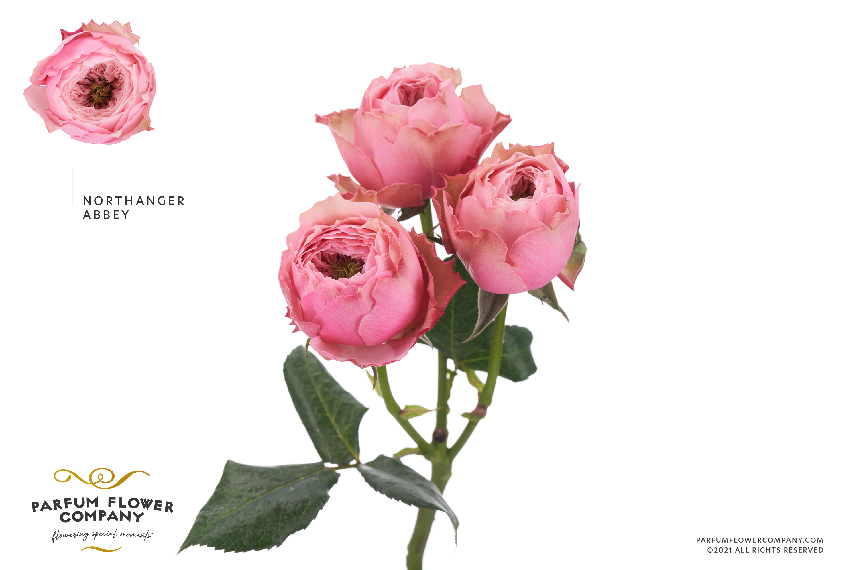 Срезанные цветы оптом Rosa spray garden northanger abbey от 12шт из Голландии с доставкой по России