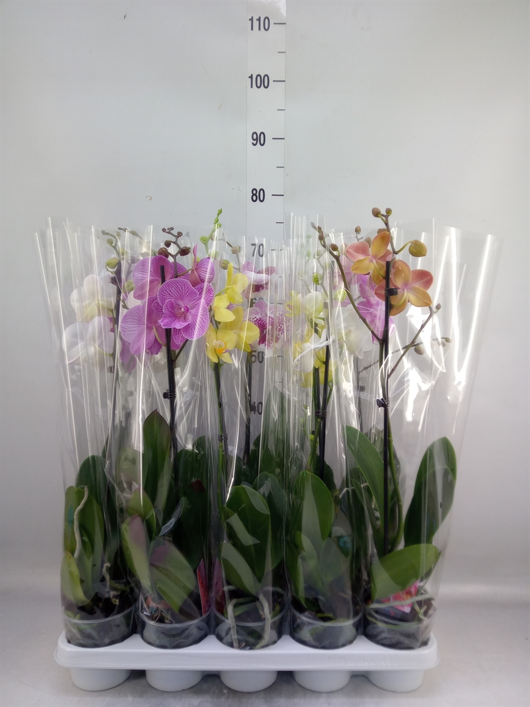 Горшечные цветы и растения оптом Phalaenopsis   ...mix от 10шт' из Голландии с доставкой по России