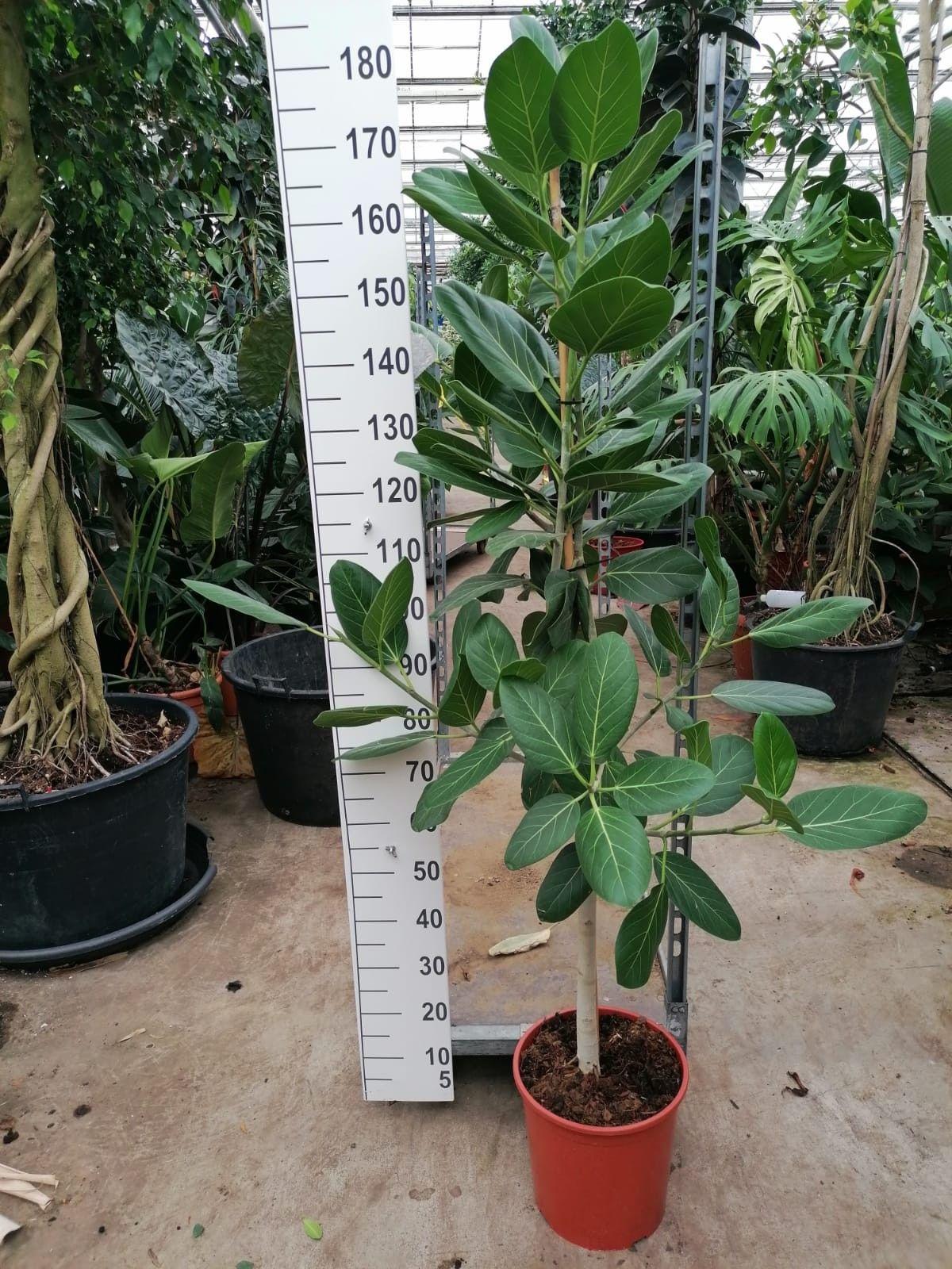 Горшечные цветы и растения оптом Ficus El Audry Twisted Stem от 1шт из Голландии с доставкой по России