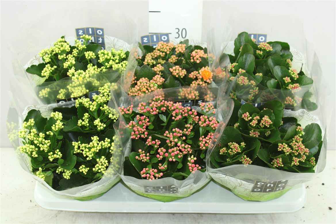 Горшечные цветы и растения оптом Kalanchoe Calandiva Mix от 6шт из Голландии с доставкой по России