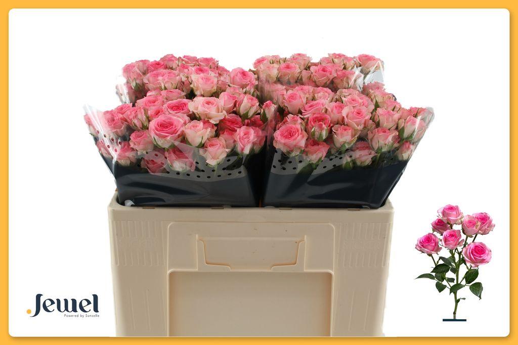 Срезанные цветы оптом Rosa spray tralala от 60шт из Голландии с доставкой по России