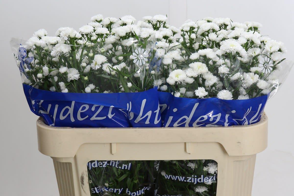 Срезанные цветы оптом Aster cassy от 100шт из Голландии с доставкой по России Срезанные цветы оптом Aster cassy от 100шт из Голландии с доставкой по России