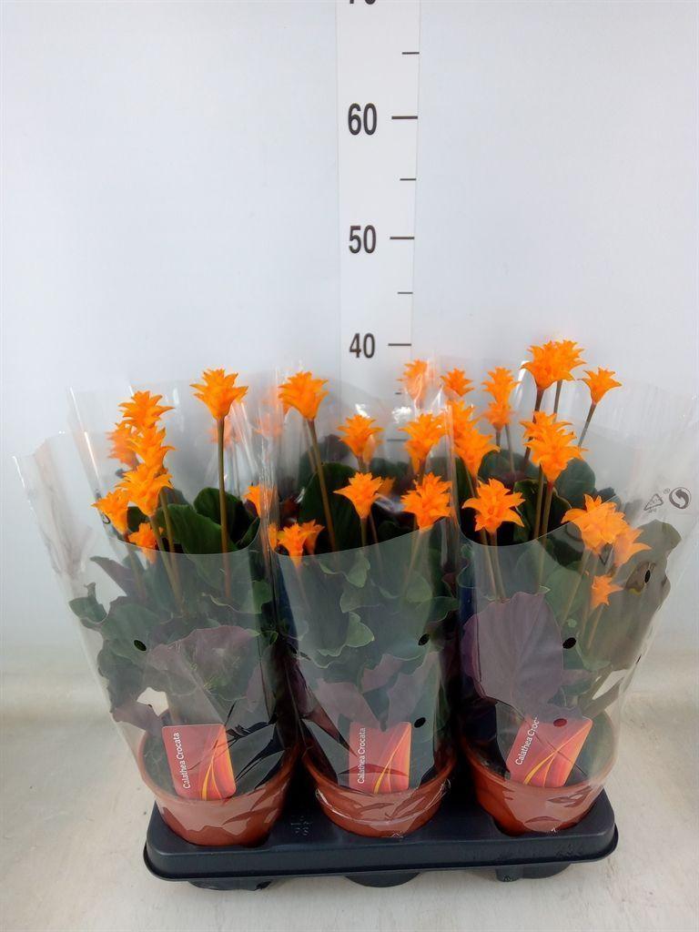 Горшечные цветы и растения оптом Calathea Crocata от 6шт из Голландии с доставкой по России