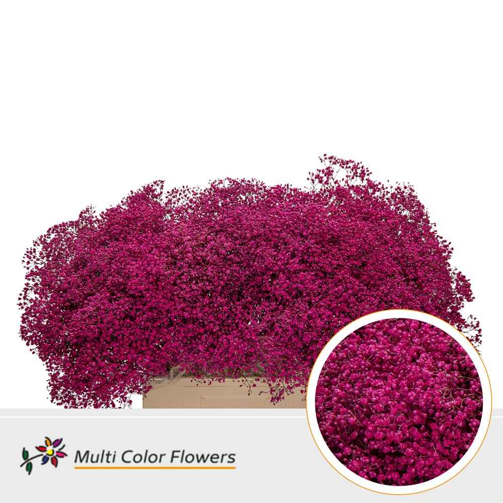 Срезанные цветы оптом Gyps fine paint lady pink от 100шт из Голландии с доставкой по России