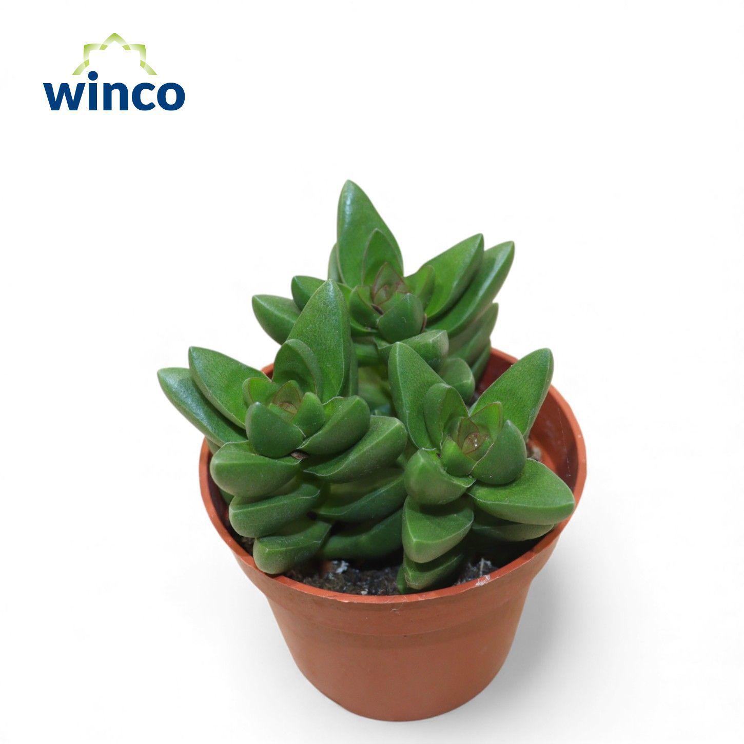 Горшечные цветы и растения оптом Crassula Ben от 18шт (для телеги) из Голландии с доставкой по России