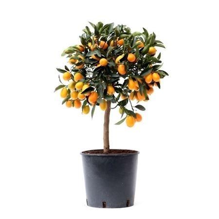 Горшечные цветы и растения оптом Citrus Kumquat On Stem от 1шт (для телеги) из Голландии с доставкой по России