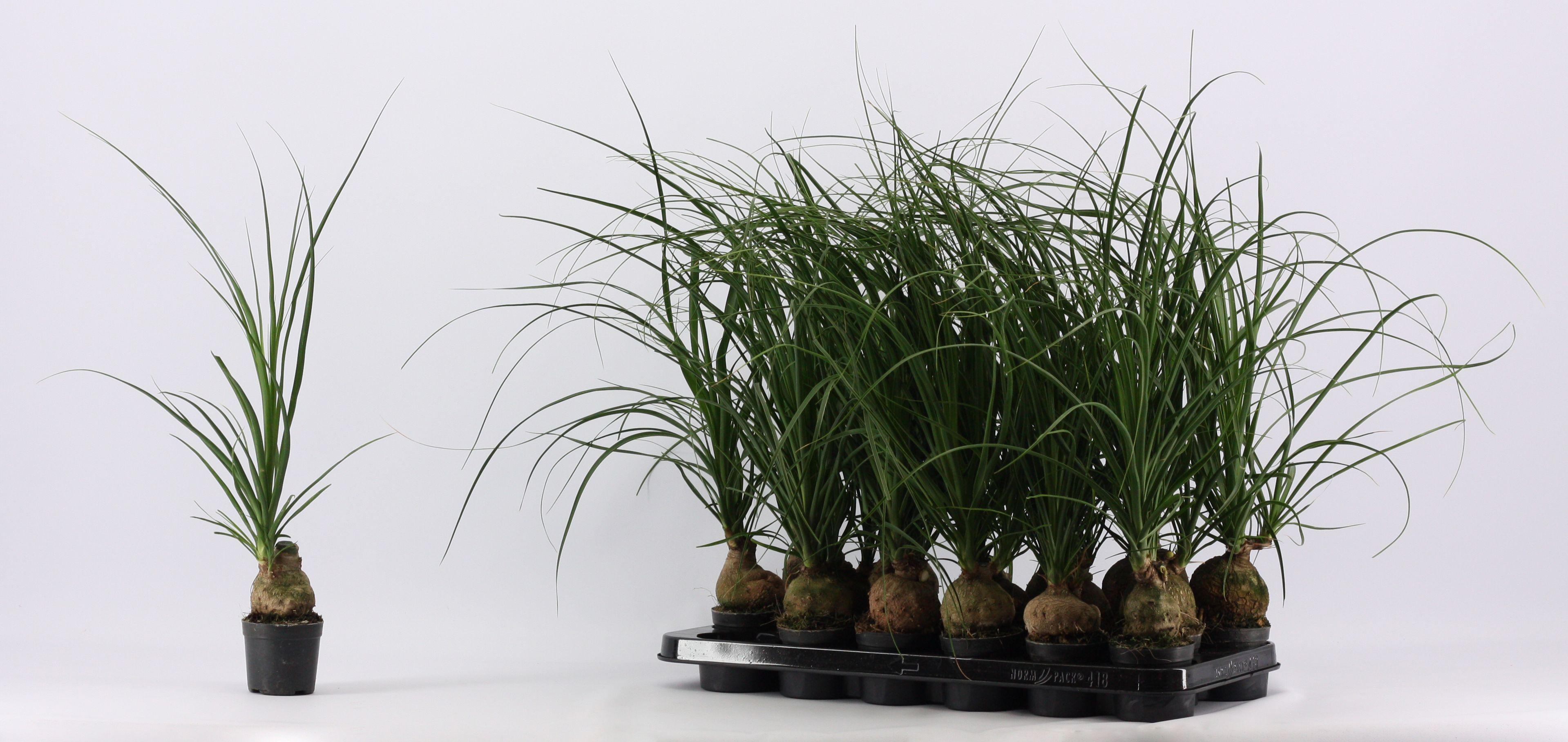 Горшечные цветы и растения оптом Beaucarnea Bol 1 Head от 18шт (для телеги) из Голландии с доставкой по России