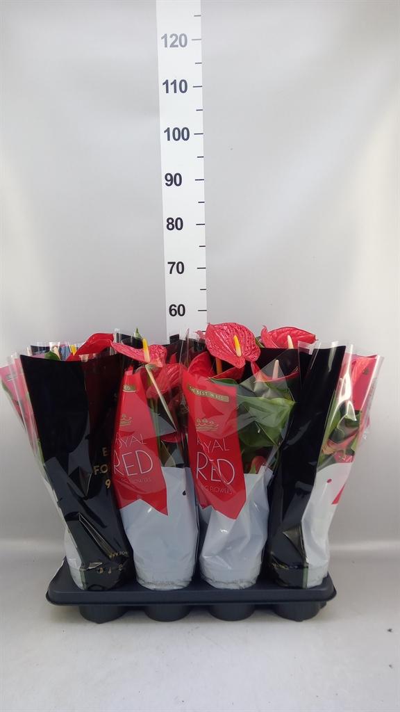 Горшечные цветы и растения оптом Anthurium Andr. madural от 8шт из Голландии с доставкой по России