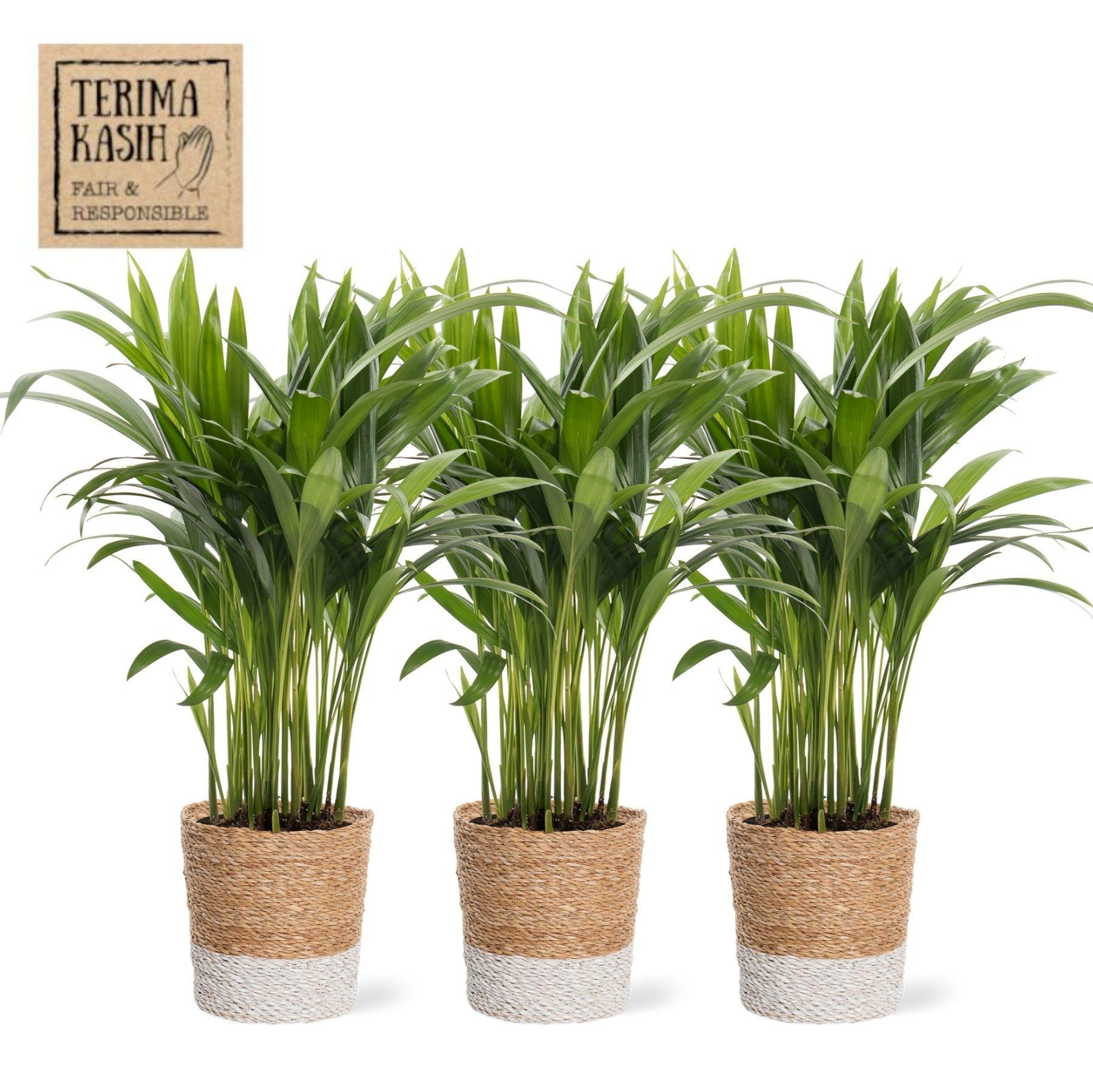 Горшечные цветы и растения оптом Dypsis Lutescens A от 6шт из Голландии с доставкой по России
