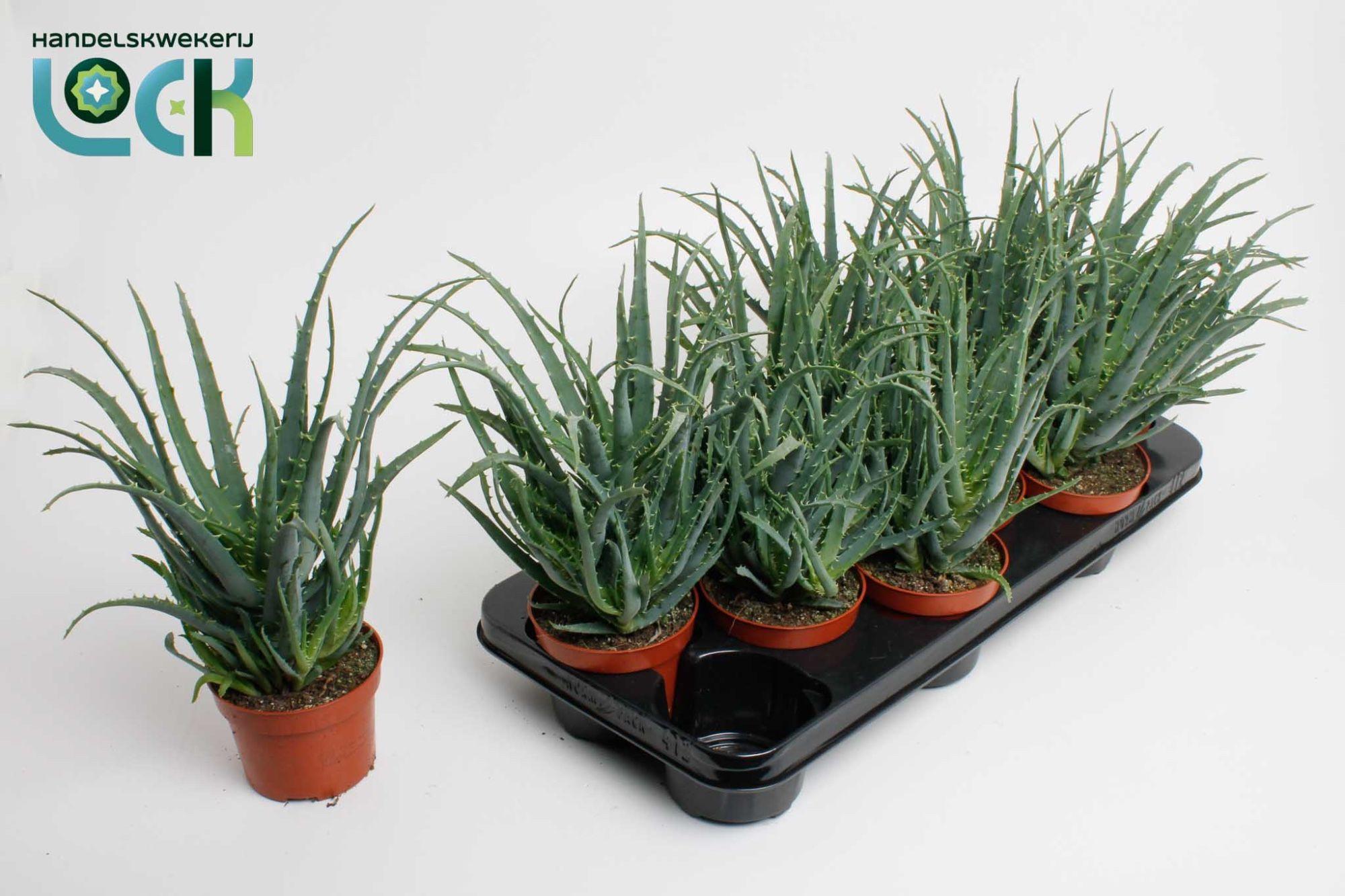 Горшечные цветы и растения оптом Aloe Arborencens от 6шт из Голландии с доставкой по России