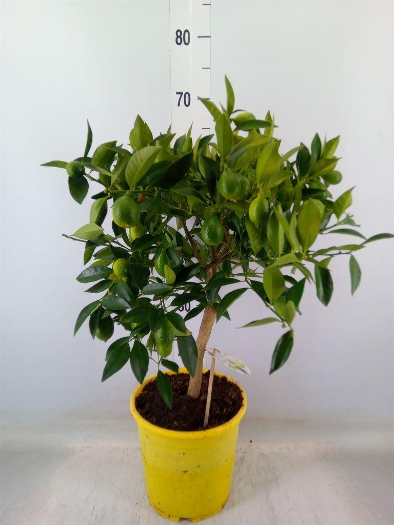 Горшечные цветы и растения оптом Citrofortunella Floridana от 1шт (для телеги) из Голландии с доставкой по России