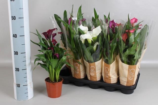 Горшечные цветы и растения оптом Zant Gem 5 Kl от 10шт из Голландии с доставкой по России