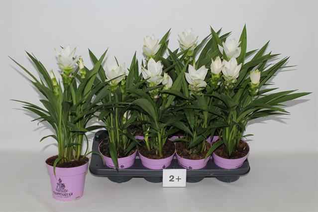 Горшечные цветы и растения оптом Curcu Al Siam Sisto от 8шт из Голландии с доставкой по России