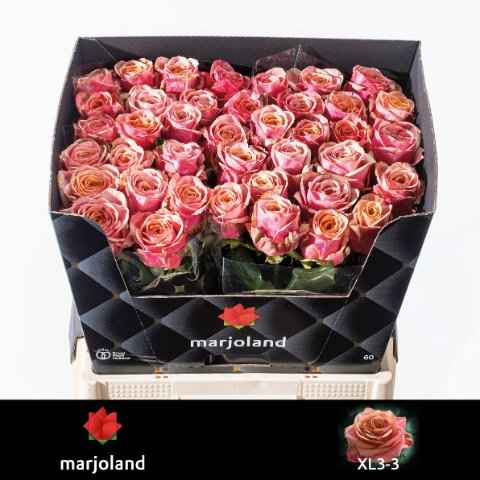 Срезанные цветы оптом Rosa la mariola от 40шт из Голландии с доставкой по России