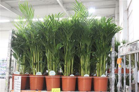 Горшечные цветы и растения оптом Dypsis Lutescens 25pp Spring Deal от 1шт из Голландии с доставкой по России