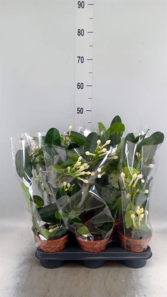 Горшечные цветы и растения оптом Stephanotis Floribunda   ... от 8шт из Голландии с доставкой по России