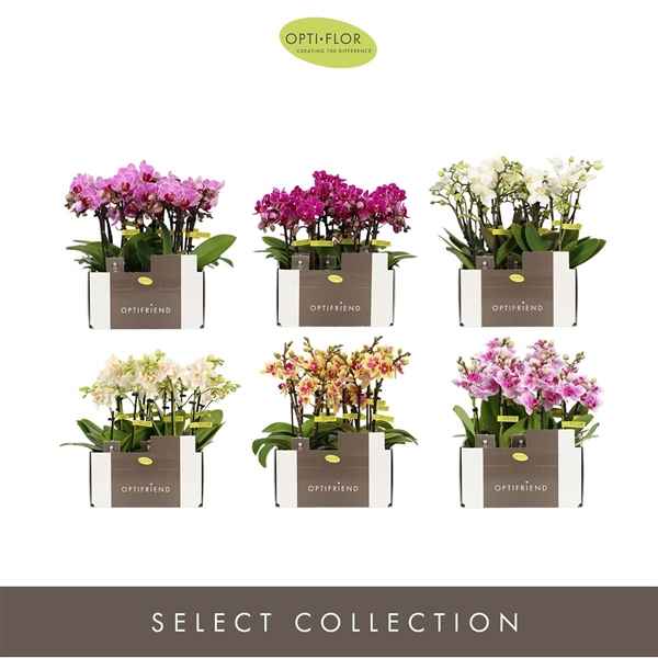 Горшечные цветы и растения оптом Phal 3st Colour Per Tray 10+ (opti) от 8шт из Голландии с доставкой по России